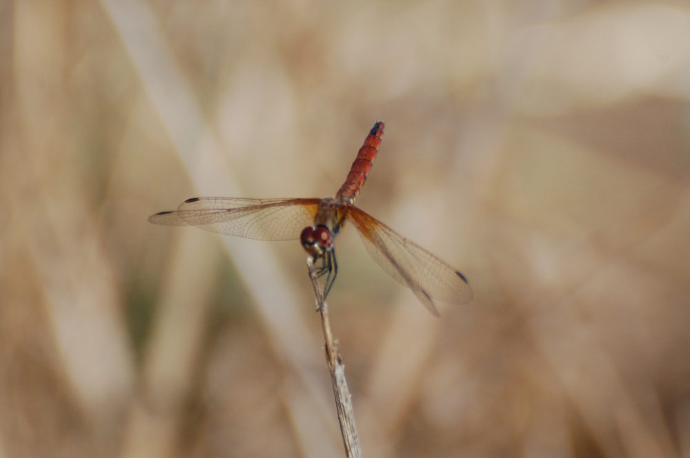 libellula: Trithemis annulata, femmina